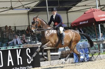 Hoe leer je een paard galopperen – deskundig advies van een topruiter