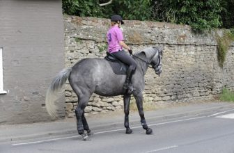 7 manieren om te stoppen met dutten van je paard