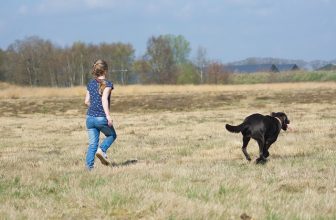 5 tips waar je op moet letten als jij jouw hond meeneemt naar de manege