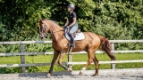 Hoe u uw paard kunt verzamelen — toptips