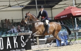 Hoe leer je een paard galopperen – deskundig advies van een topruiter