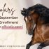 Hoe u uw paard kunt verzamelen — toptips