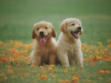 Welke huisdierenverzekering is er?
